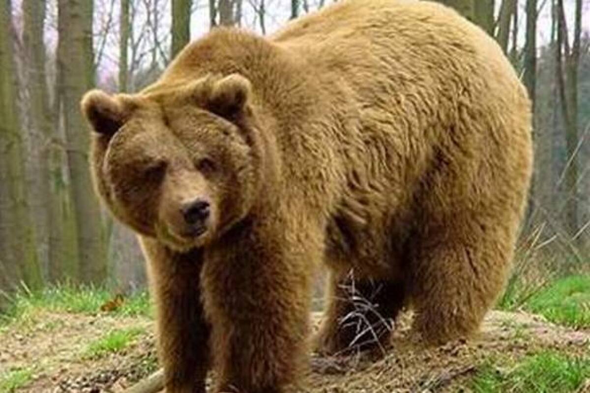 Medveď hnedý