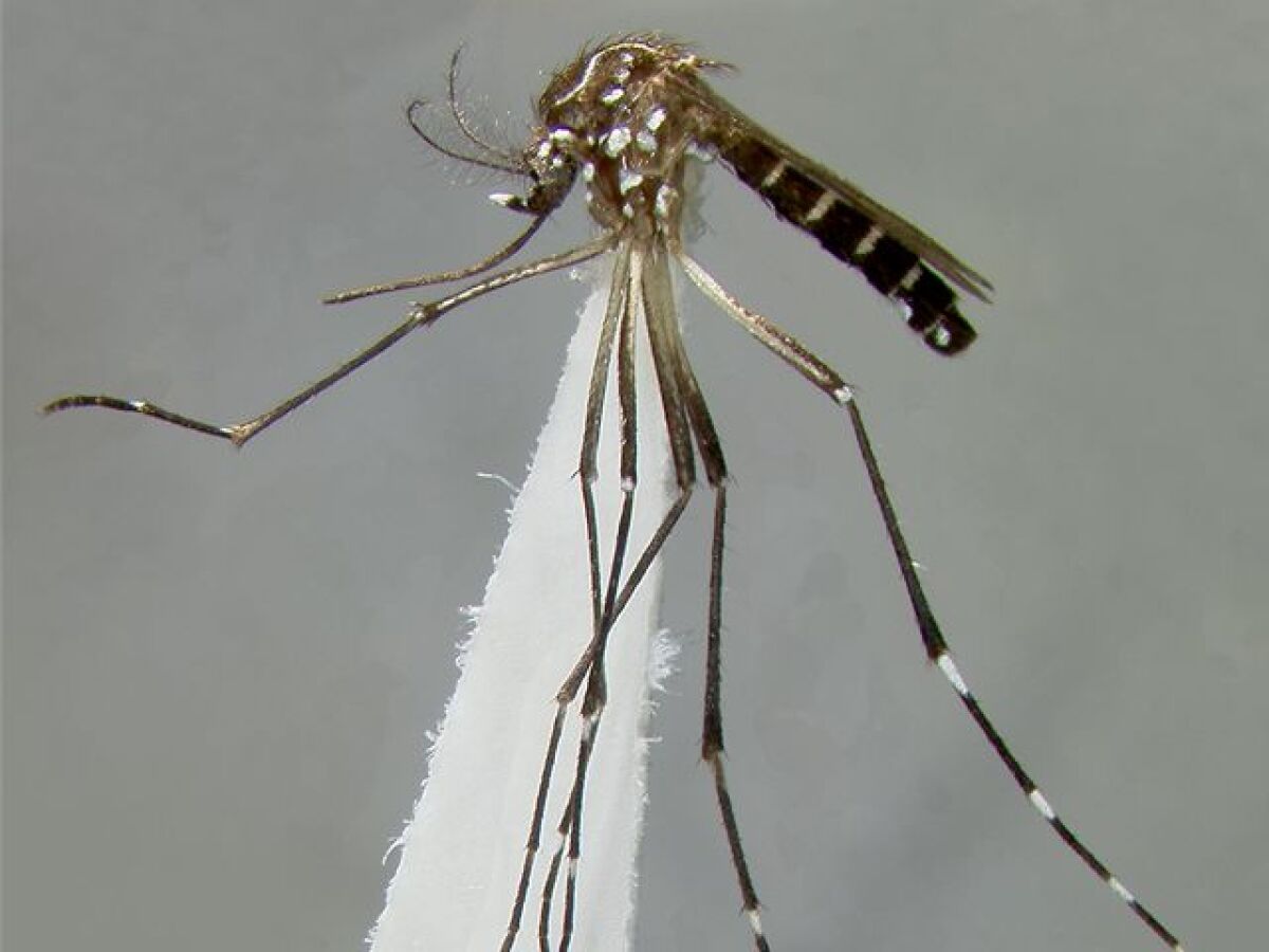 Anopheles