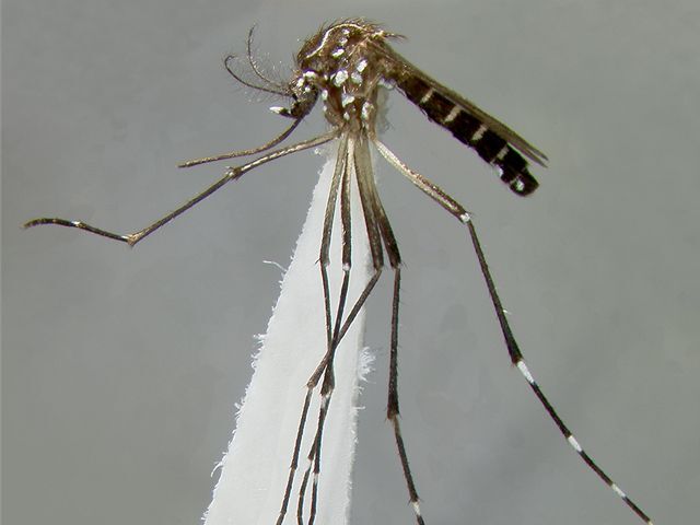 Anopheles