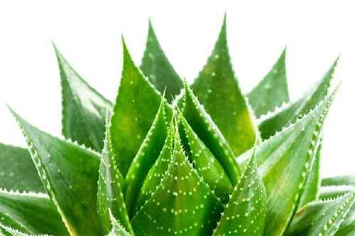 aloe vera