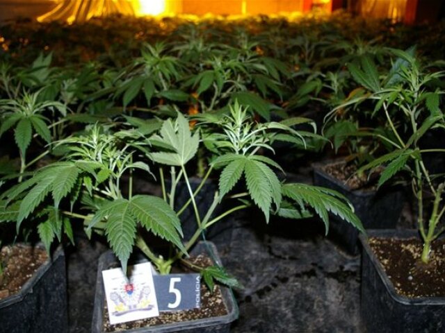 marihuana, droga, pašeráctvo