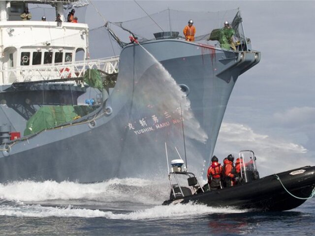 Japonsko, veľryby, lov, lode, ochranári, Sea Shepherd