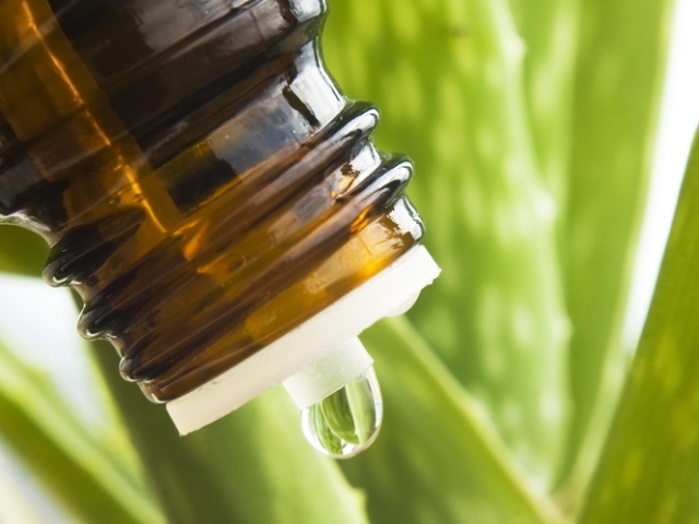Aloe vera – rastlina stovky zázrakov