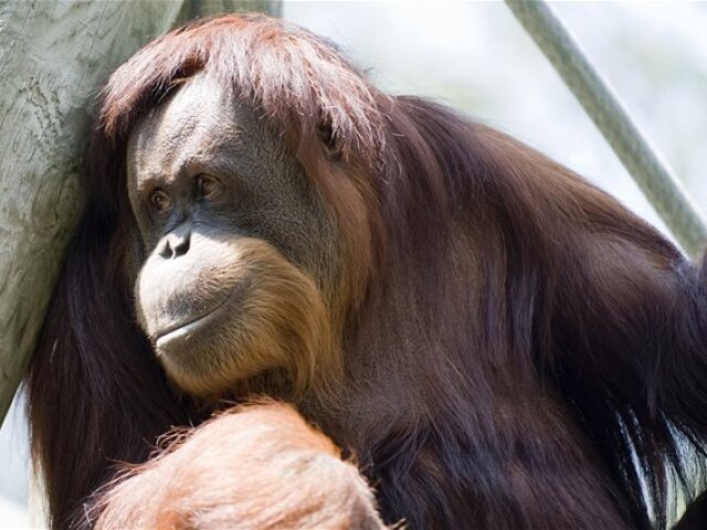 orangutan