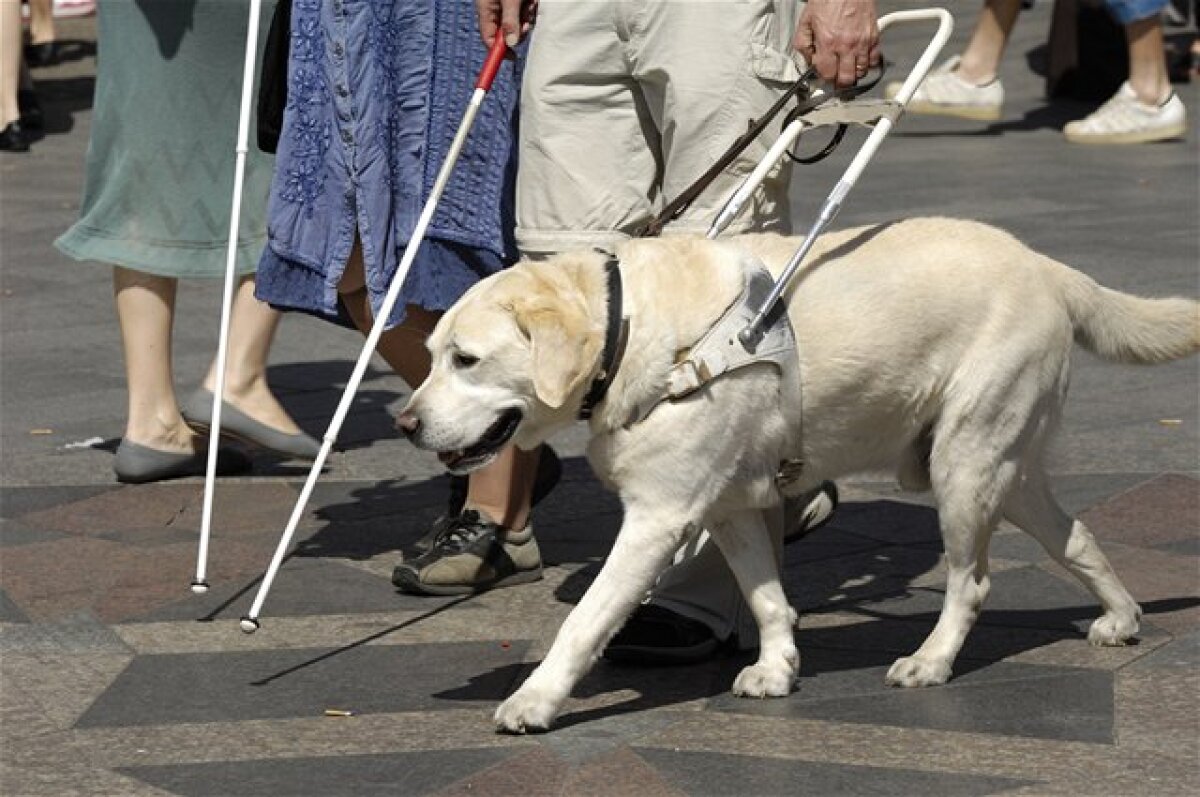 invalid, invalidný, slepec, slepý, postihnutý