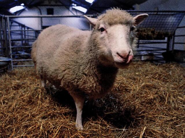 dolly, ovca