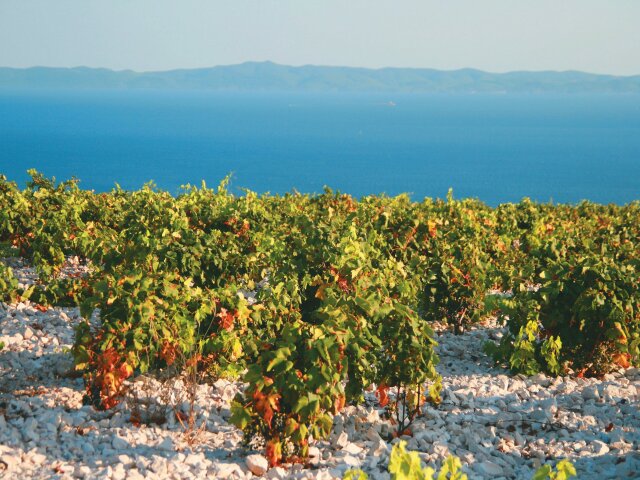 Hvar, víno