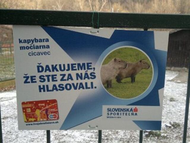 Kapybara - ceduľa