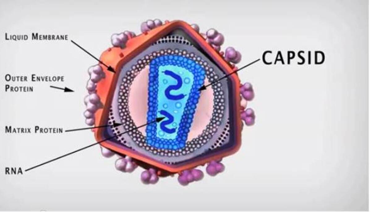vírus HIV kapsid