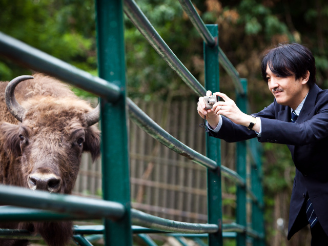 japonský princ, zubor európsky, zoo, bratislava, akiino