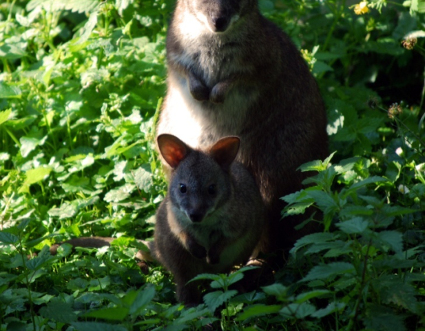 minikengura parma, kengura, zoo bojnice