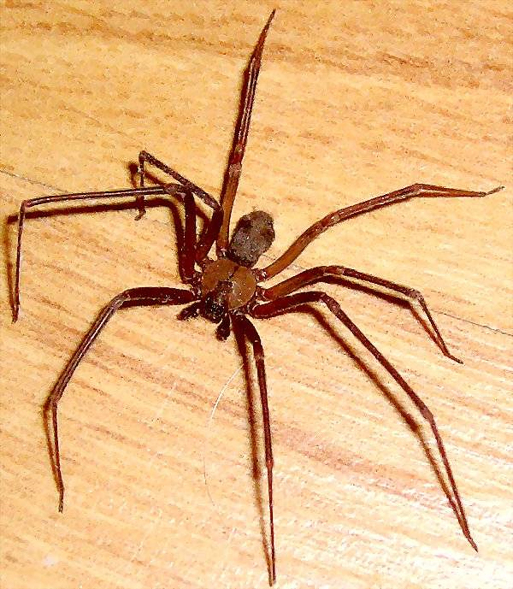 Pavúky druhu Loxosceles nie sú agresívne, ale bránia sa jedom, ktorý môže spôsobiť vážne zdravotné komplikácie.