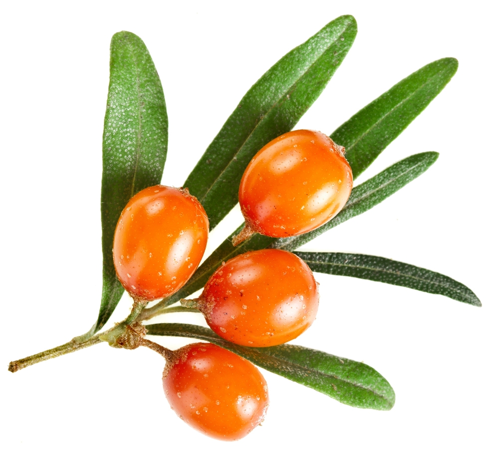 Rakytník rešetliakový.