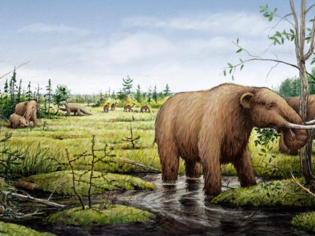 doba ľadová, megafauna, mastodont, ťava