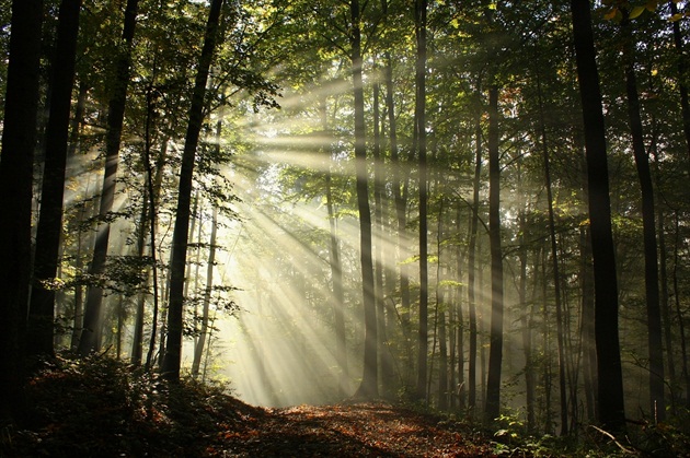 Reflektory lúčov