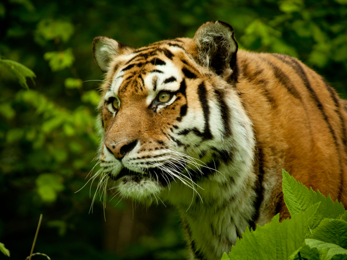 tiger indický