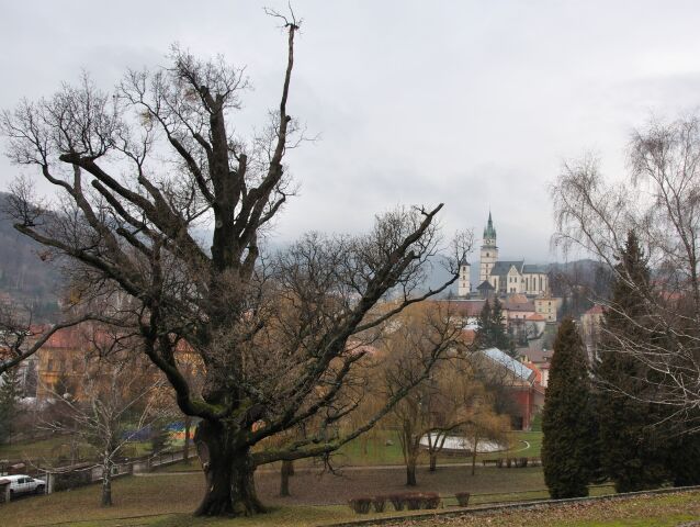 dub, Kremnica, anketa, hlasovanie, strom, Európsky strom roka