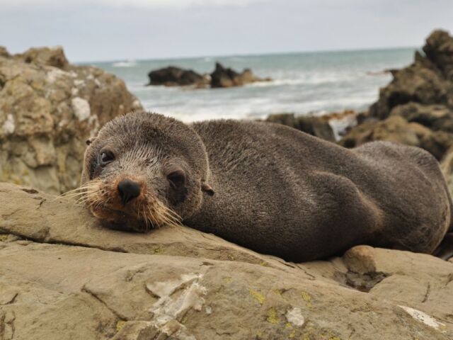 Na Novom Zélande sú len tri miesta, kde sa dajú pozorovať tulene. Kaikoura na Južnom ostrove je jedným z nich.