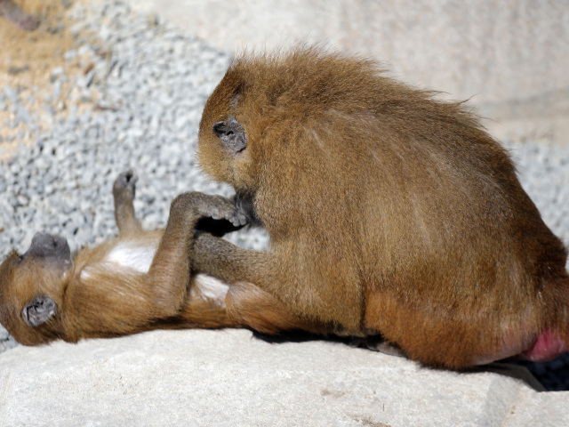 France Paris Zoo Redo