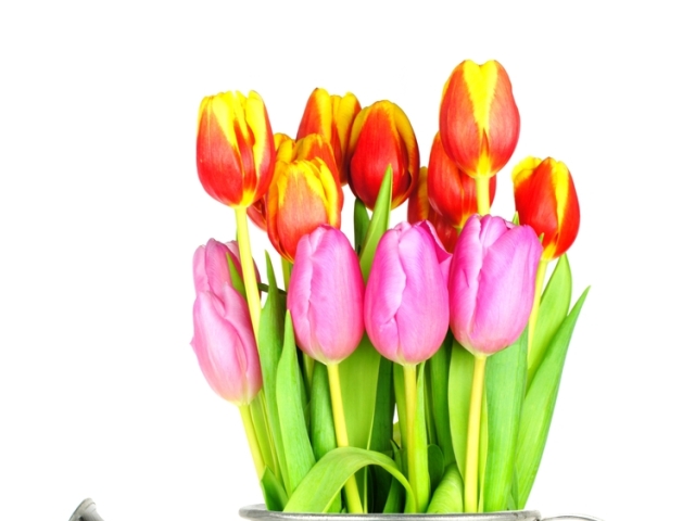 tulipán