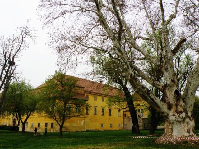 Starý platan pred zámkom Marchegg si pamätá aj Habsburgovcov.