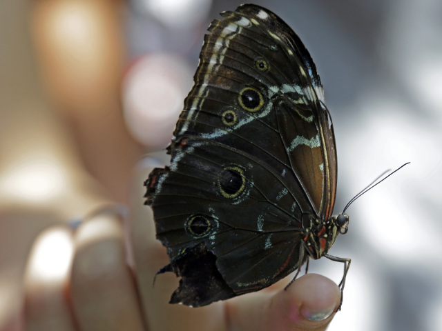 motýľ, Blue morpho