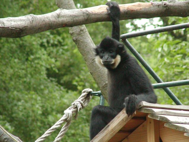 gibon, ZOO, bratislava