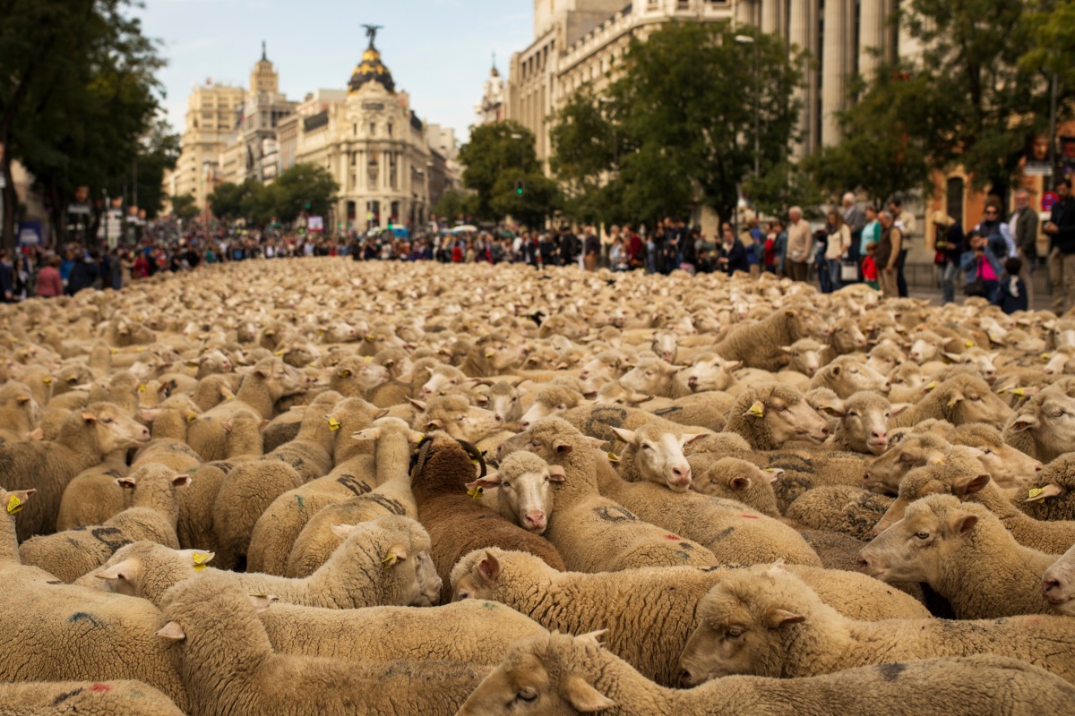 ovce, Madrid