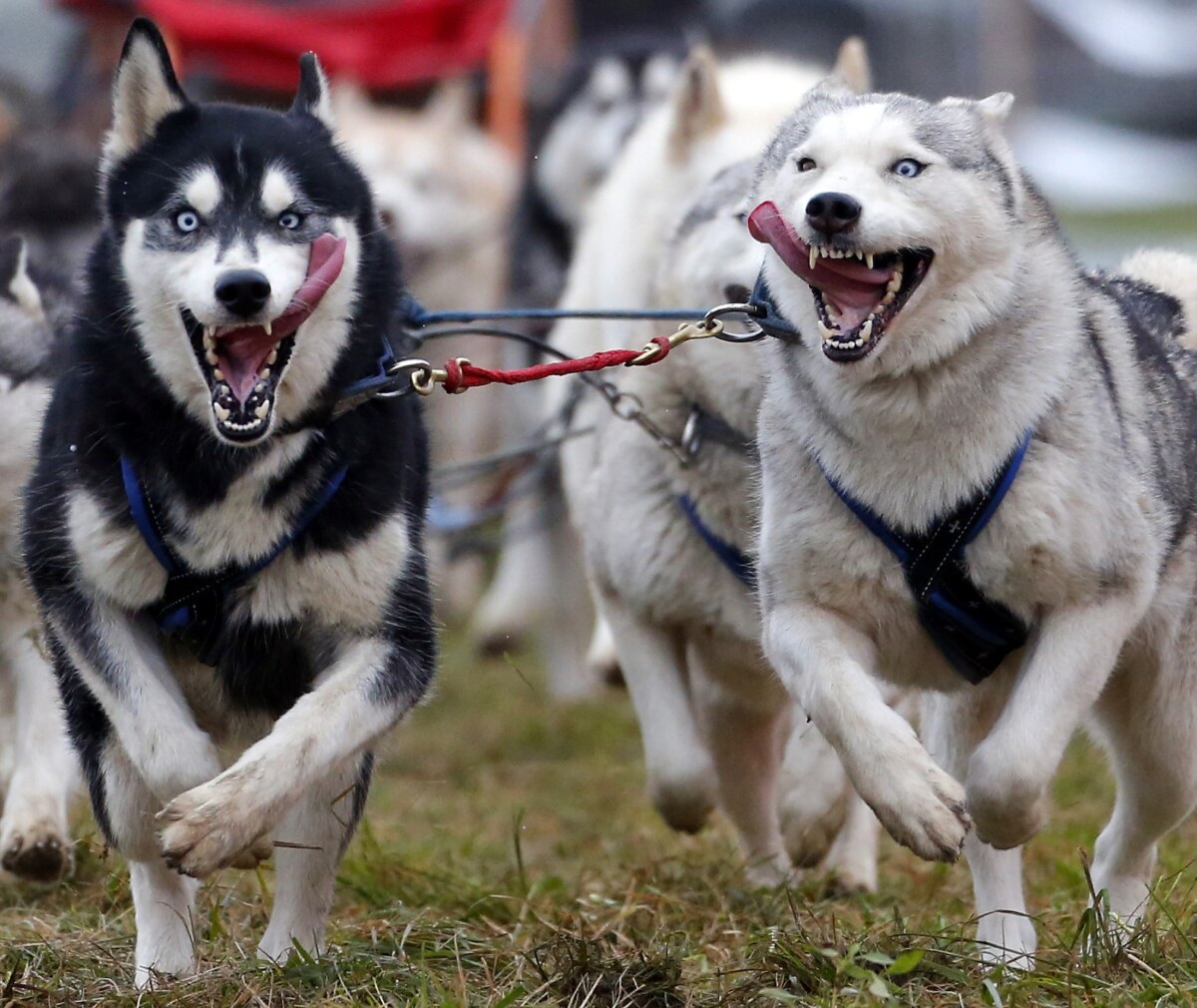 Instagram, fotografie, Reuters, 2014, výber, psy, záprah, husky