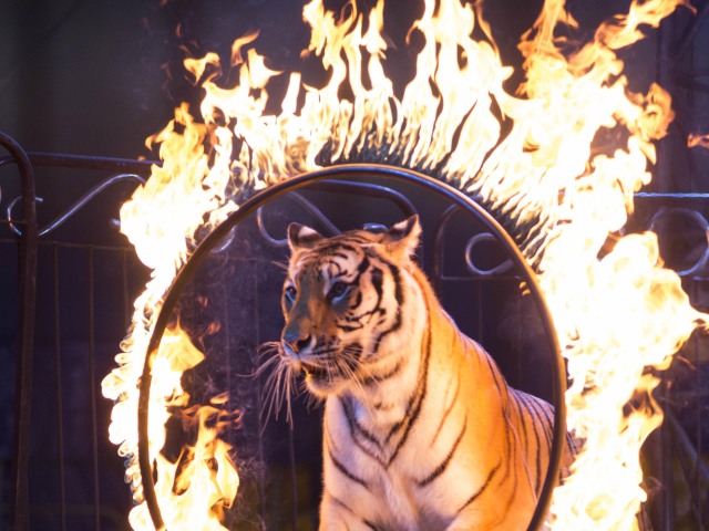 cirkus, tiger