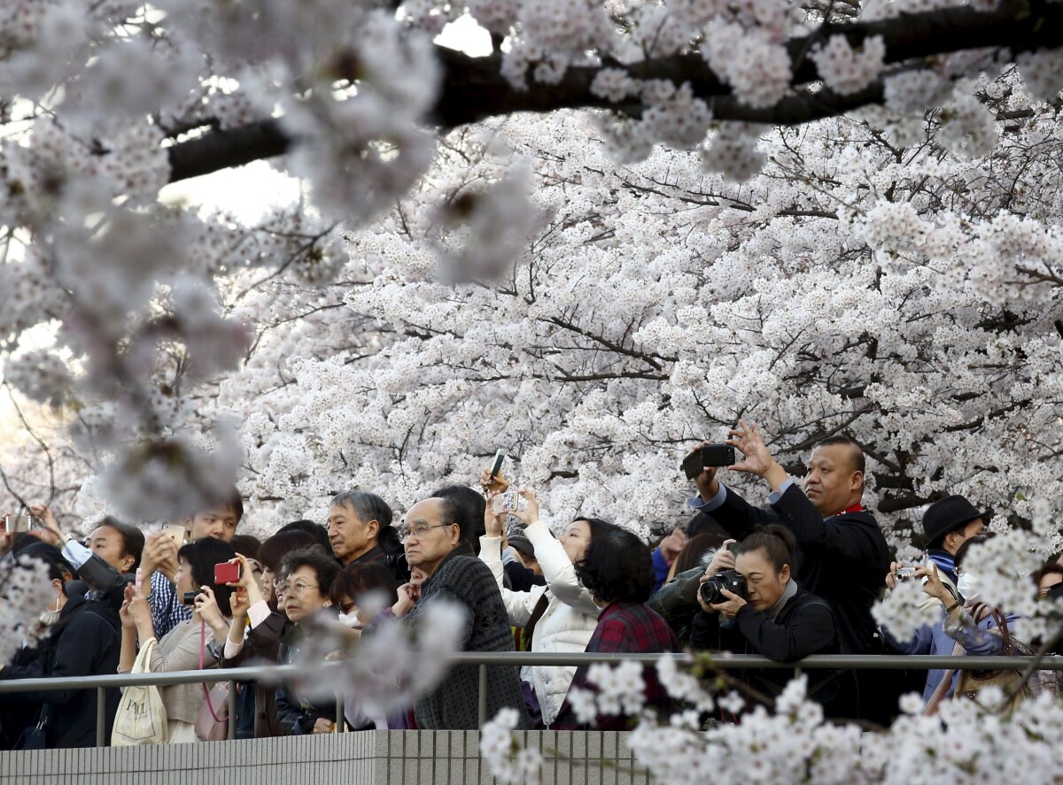 Čerešňové kvety, sakura, festival čerešňových kvetov, kvitnúce stromy,