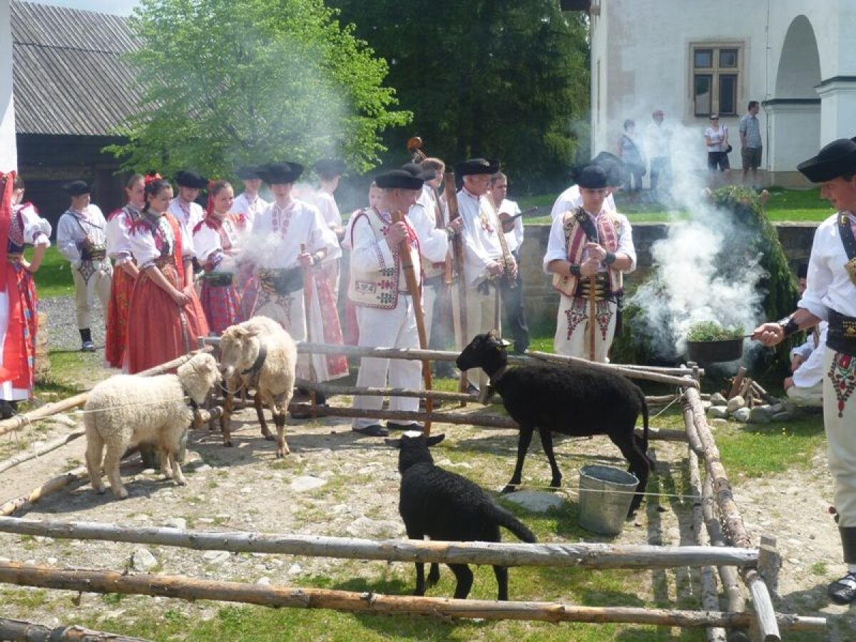 ovce, salaš, bača, pasenie, košiar, liptov,