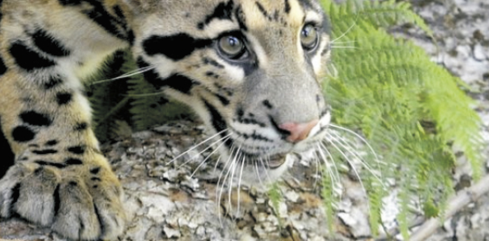 leopard obláčkový, zoo Bojnice