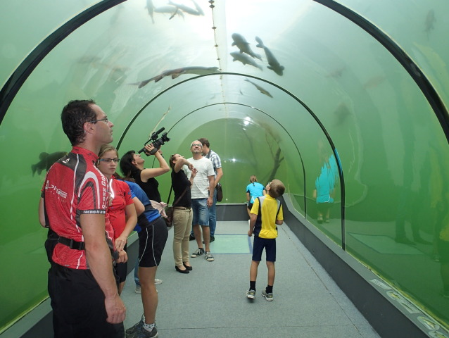 Sklenený tunel, ryby, rybník, Morava, Modrá, podvodný tunel