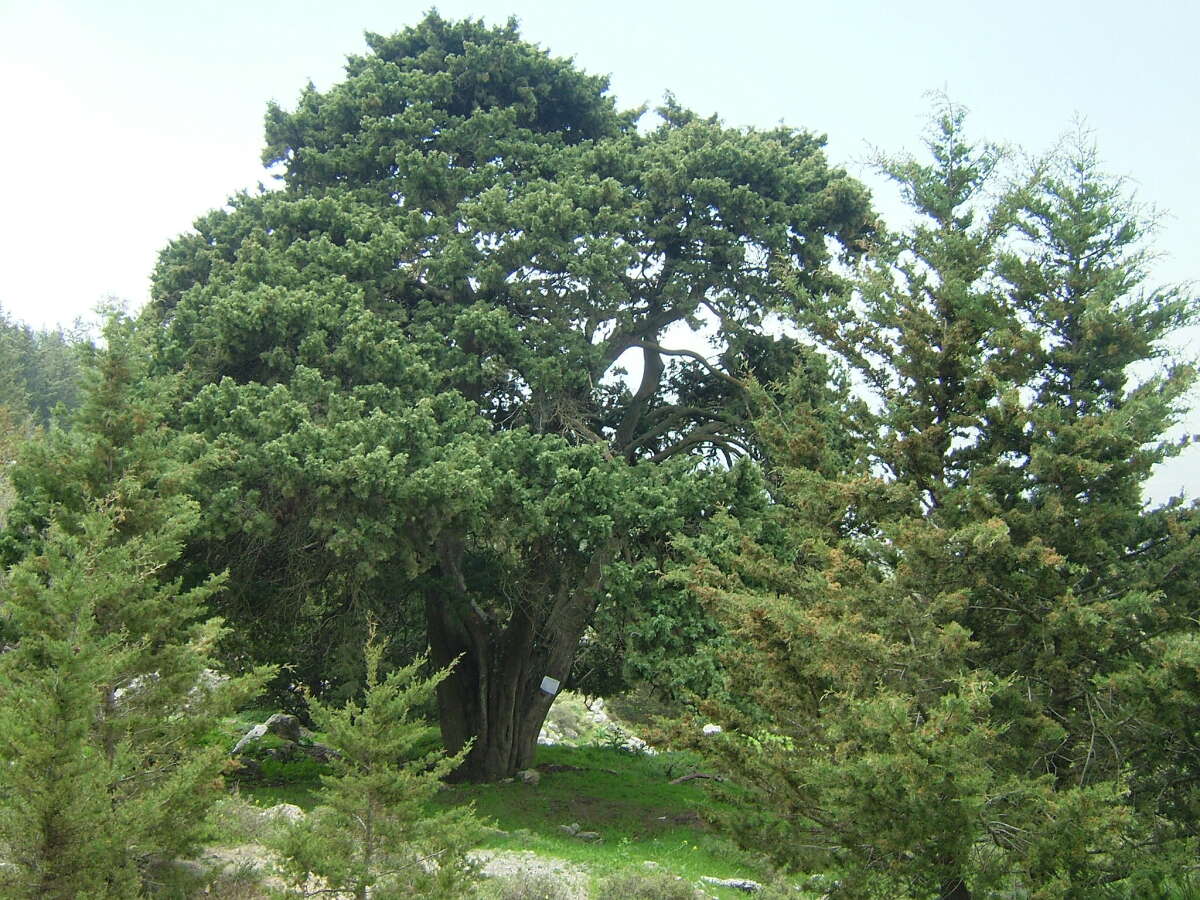 Cyprus, strom,