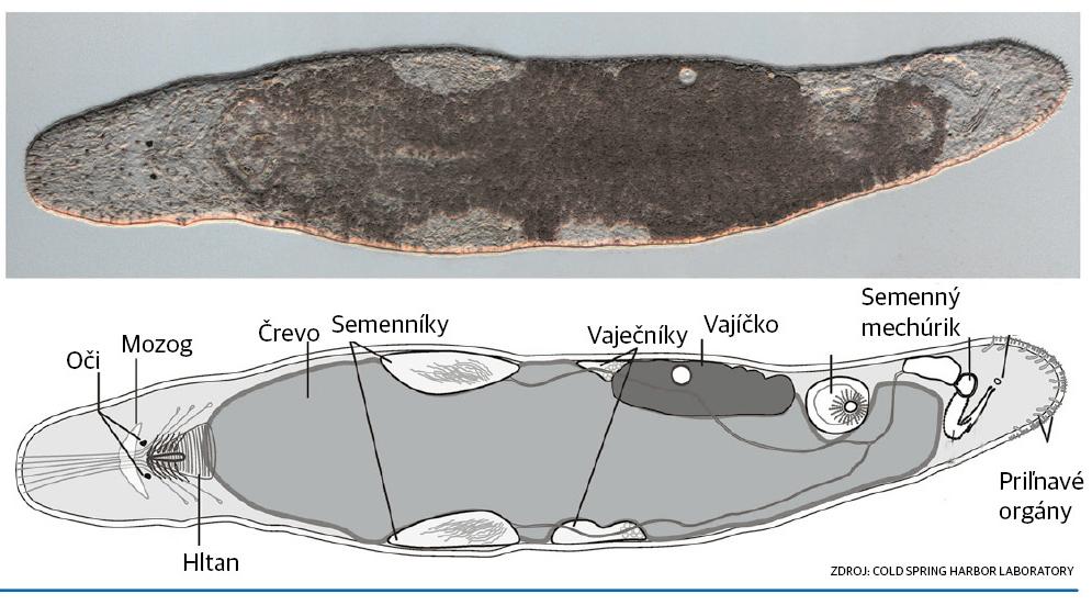 Anatómia ploskavca Macrostomum lignano