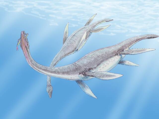 plesiosaurus, dinosaurus, voda, more