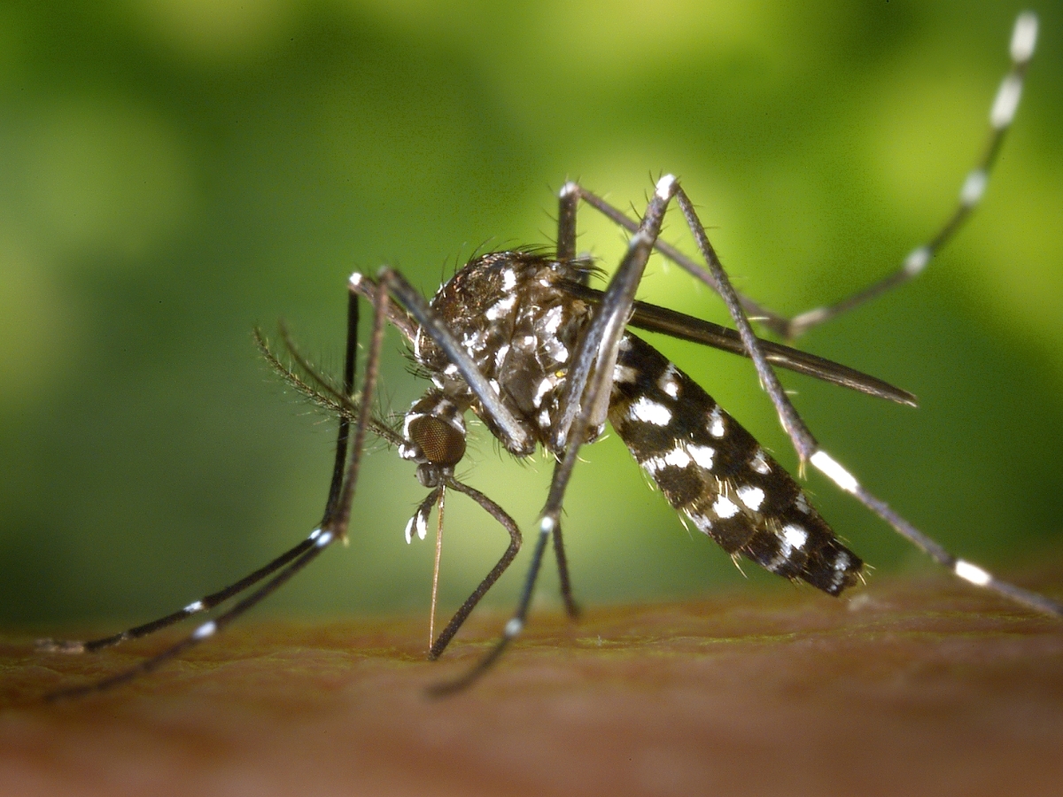komár, Aedes aegypti, vírus Zika