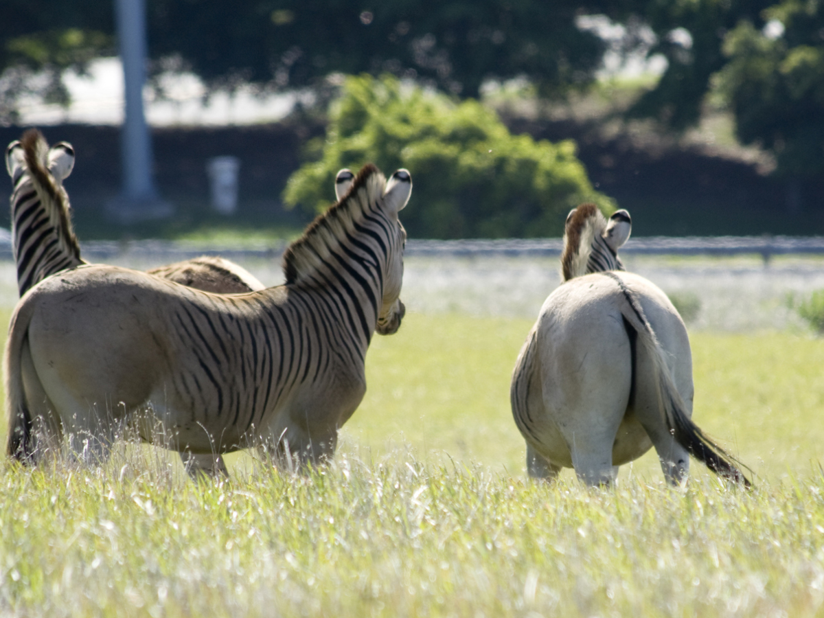 zebra, kvaga, prírodná rezervácia, Reibeek