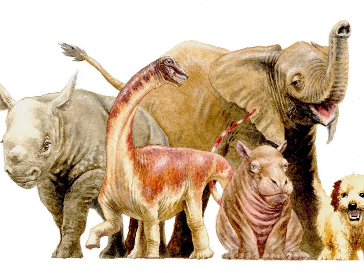 nosorožce, repetosaurus, zvieratá