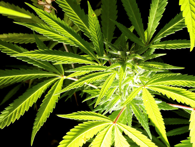 marihuana, konope, rastlina,