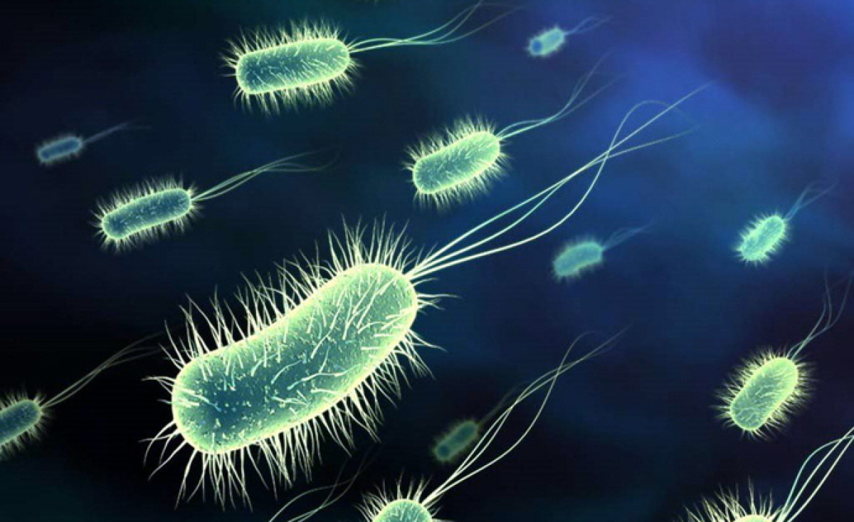 baktéria, Escherichia coli