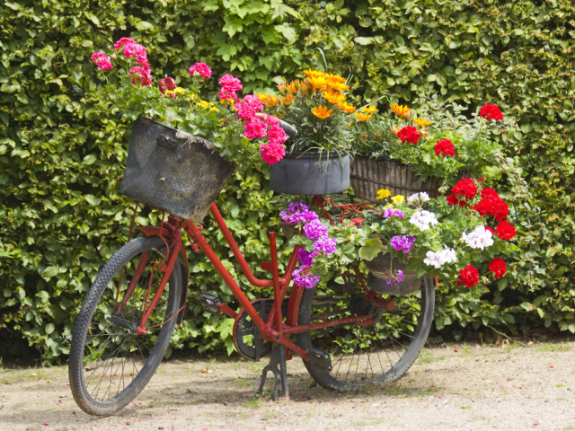 bicykel, dekorácia, kvety