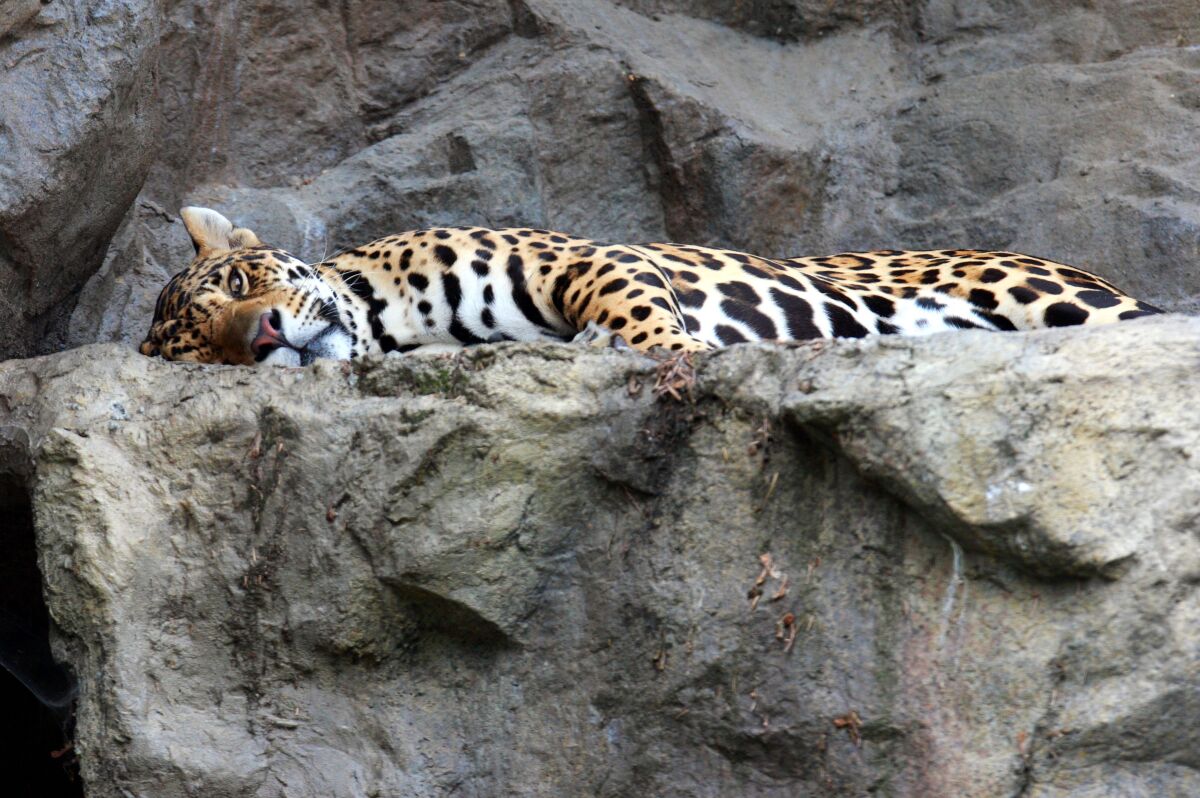 Kde je národným zverom leopard škvrnitý?
