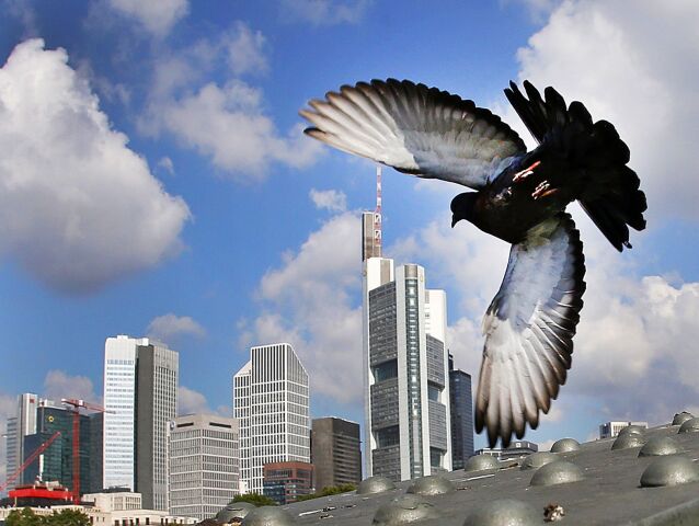 holub, mesto, Frankfurt, Nemecko