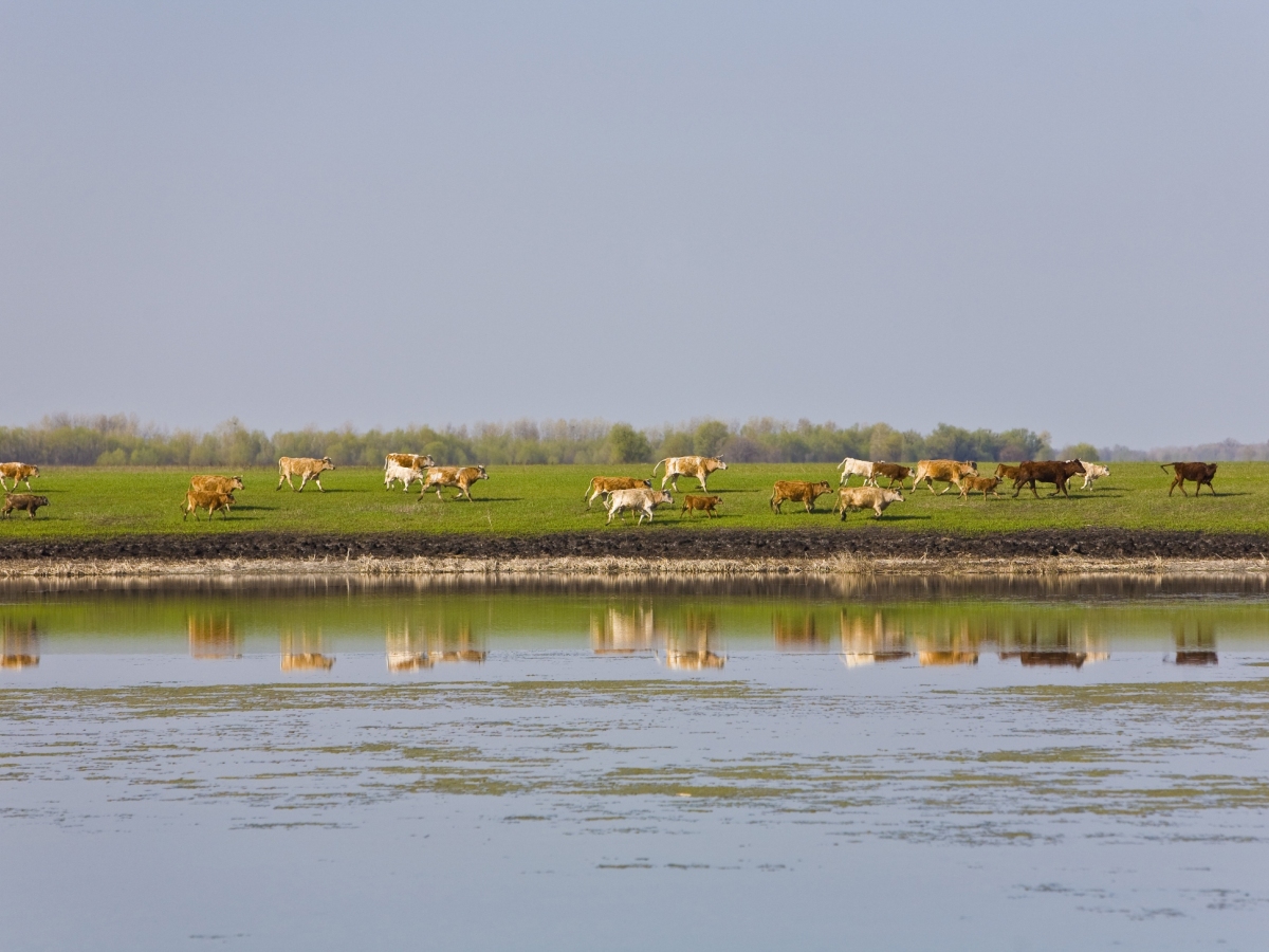 kravy, pole, volga, zvieratá, chov