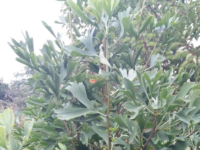 Ginkgo biloba.