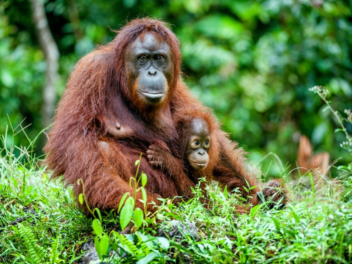 orangután, samica, mláda