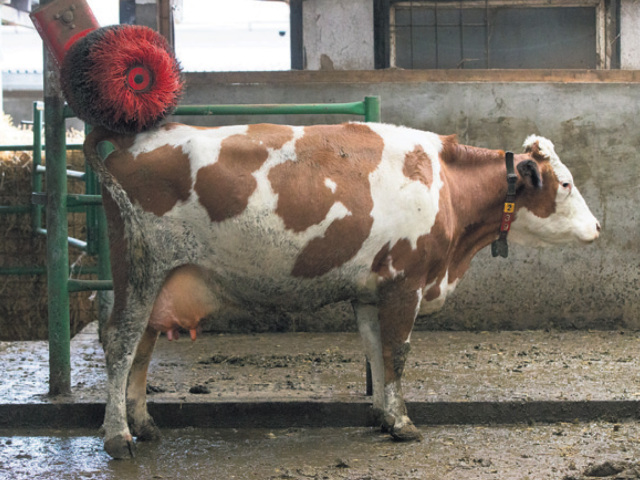 krava, poľnohospodárstvo, farma