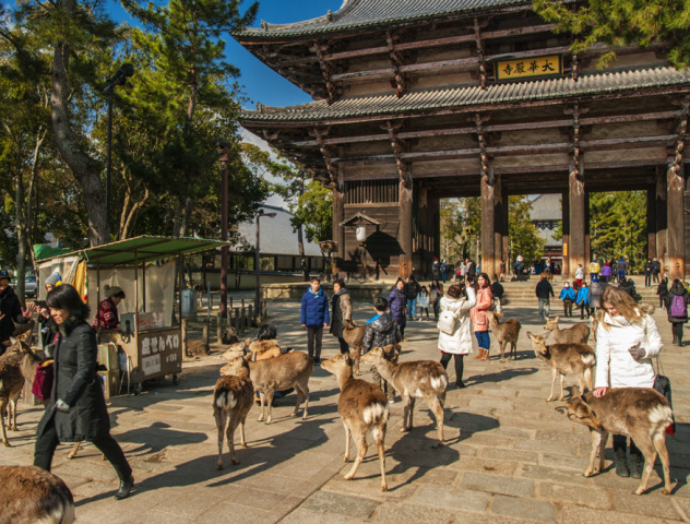 srnky, svätyňa, Nara, Japonsko,